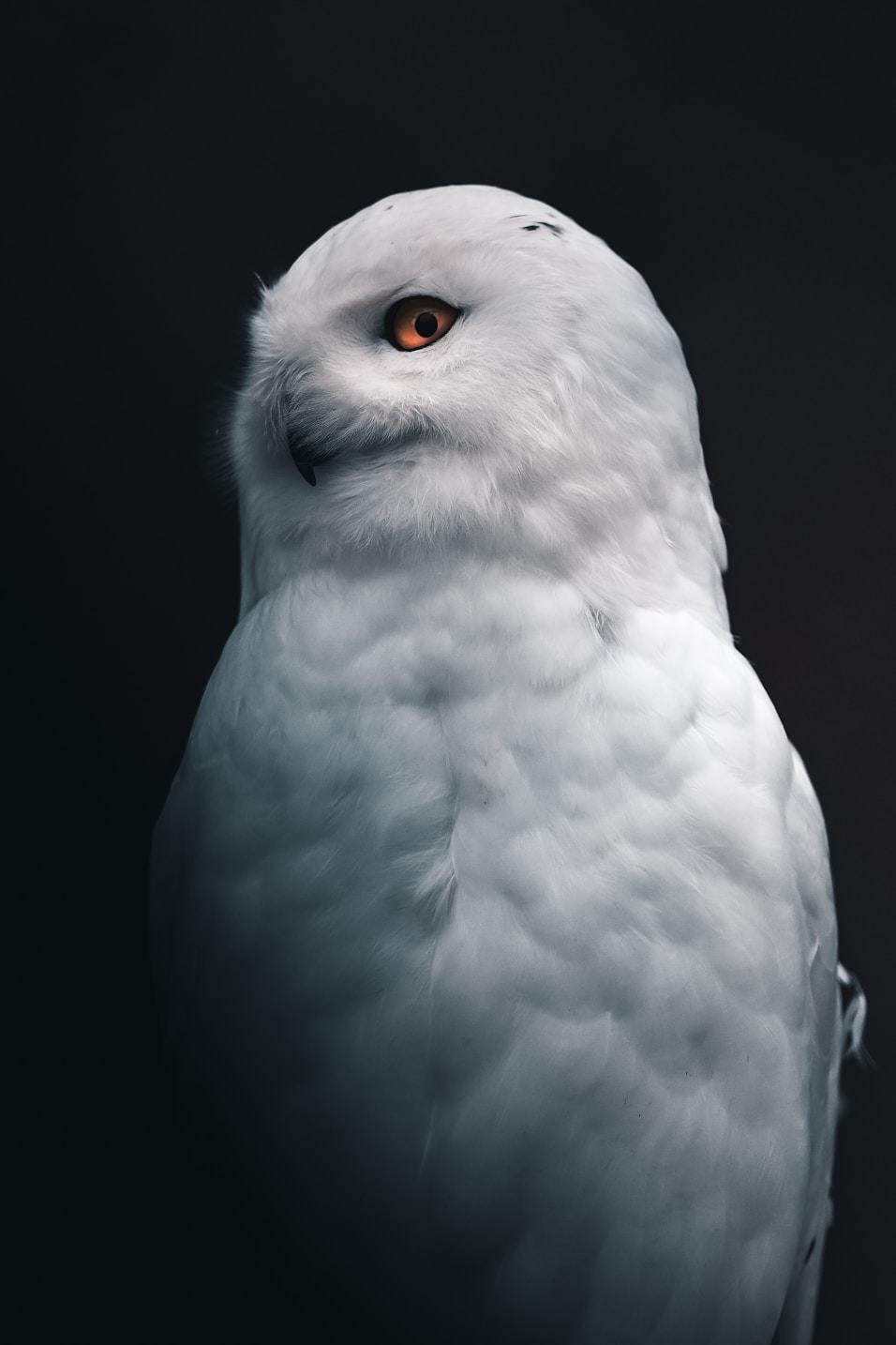 Snowy owl — the Minerva motif